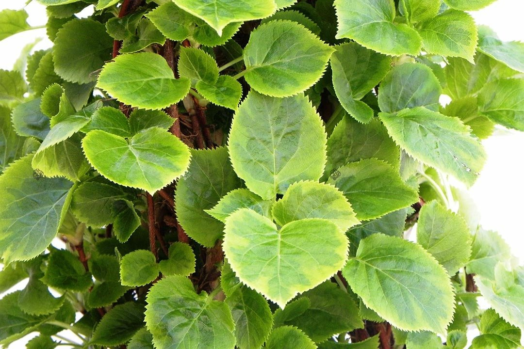 Hortensja pnąca Mirranda Hydrangea anomala C5