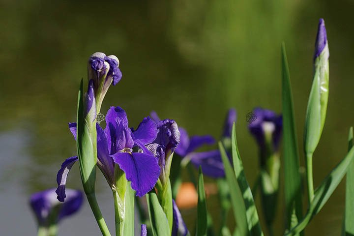 Kosaciec syberyjski Dark Blue Iris sibirica C1