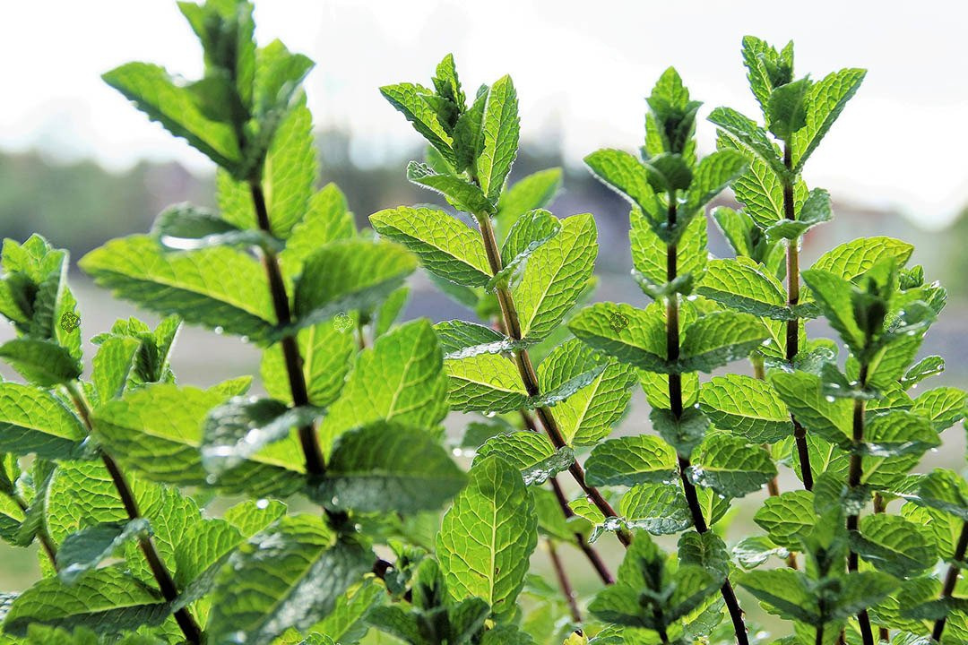 Mięta pieprzowa Mentha piperita P9