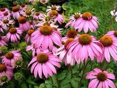 Jeżówka Bright Rose Echinacea hybrida P9