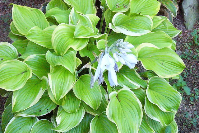 Funkia Fragrant Bouquet Hosta C1