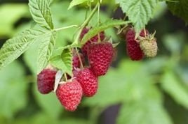 Malina Pokusa Rubus idaeus