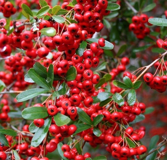 Ognik szkarłatny Red Column Pyracantha coccinea C2