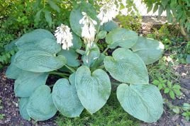 Funkia Elegans Hosta C1
