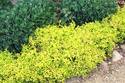 Tawuła japońska Golden Carpet PBR Spiraea japonica C2