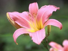 Liliowiec Pink Damask Hemerocallis C2