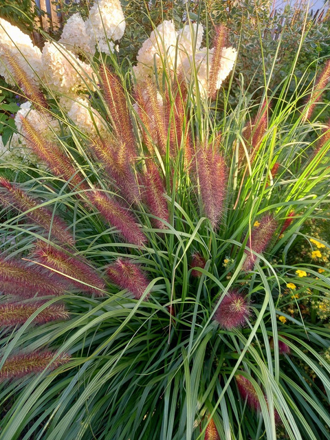 Rozplenica japońska Red Head Pennisetum alopecuroides P9