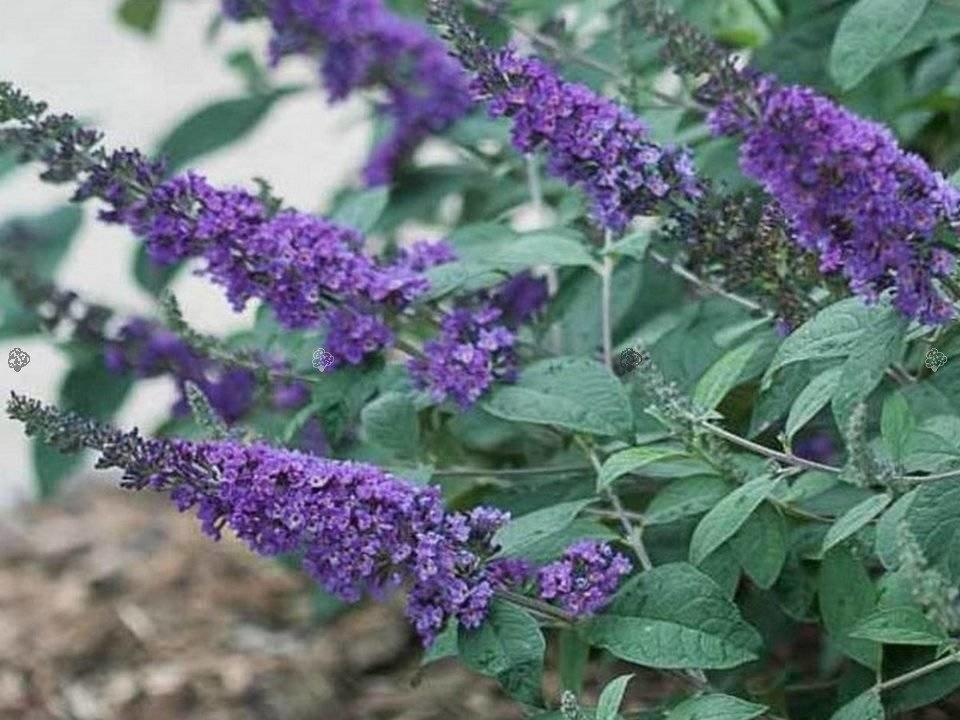 Budleja Blue Chip PBR Buddleja C3