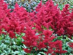 Tawułka Granat Astilbe C2