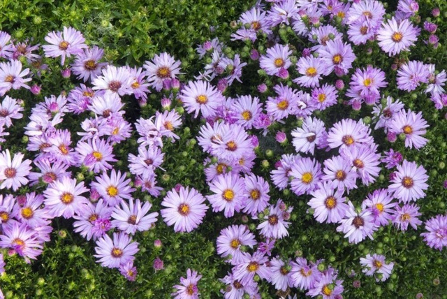 Aster krzaczasty Marjorie Aster dumosus P9
