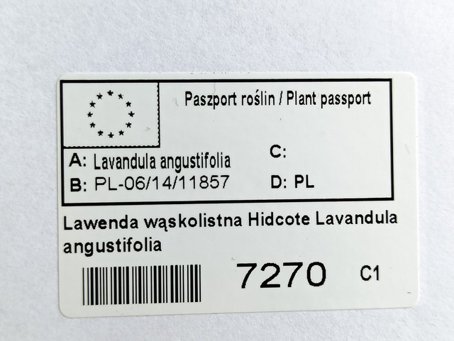 Lawenda wąskolistna Hidcote Lavandula angustifolia P9
