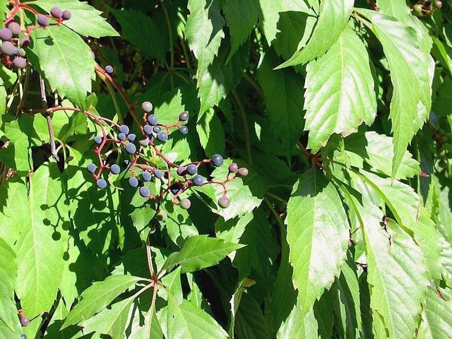 Winobluszcz pięciolistkowy Engelmannii Parthenocissus quinquefolia var.engelmannii C2