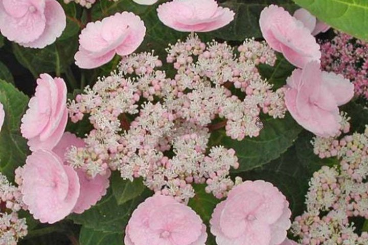 Hortensja ogrodowa Camino Hydrangea macrophylla C3