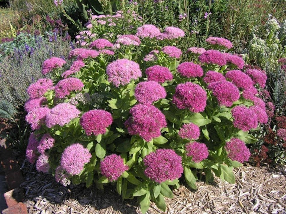 Rozchodnik karpacki Autumn Joy Sedum telephium P9