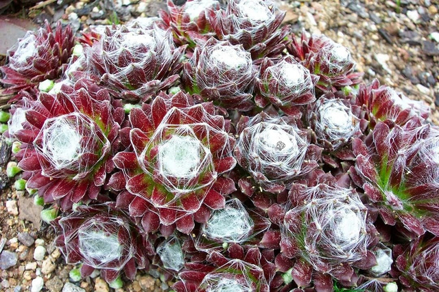 Rojnik pajęczynowaty Sempervivum arachnoideum P9