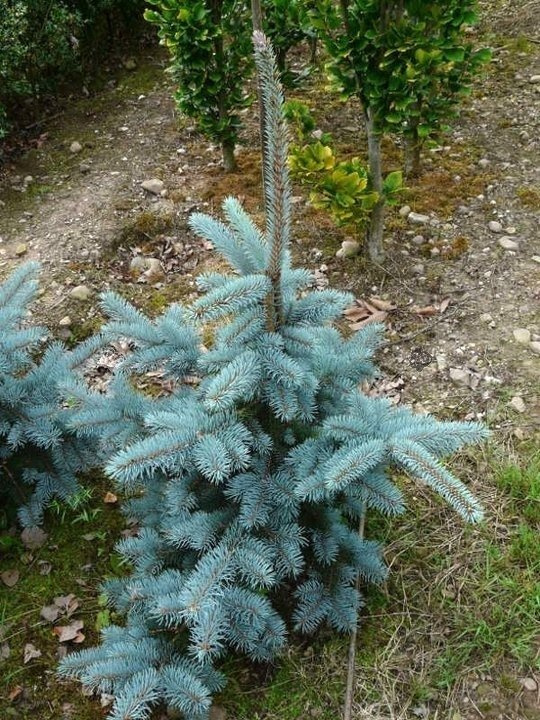 Świerk kłujący Koster Picea pungens C5