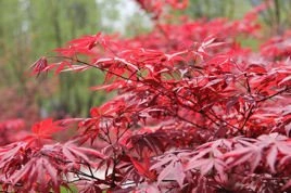 Klon palmowy Atropurpureum Acer palmatum C3