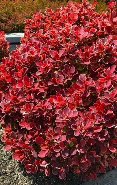 Berberys Thunberga Ruby Star PBR Berberis thunbergii C2