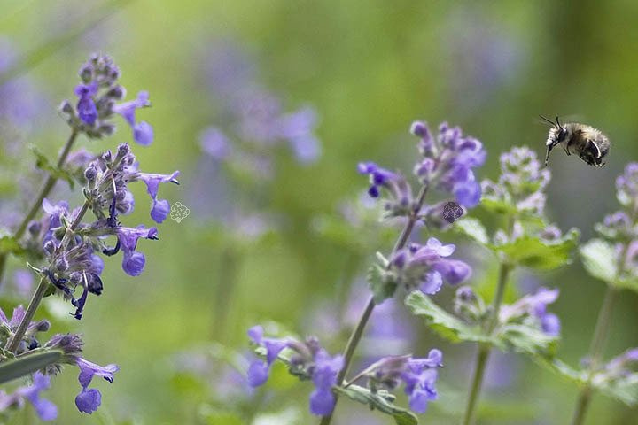 Kocimiętka Faassena Walker's Low Nepeta faassenii P9