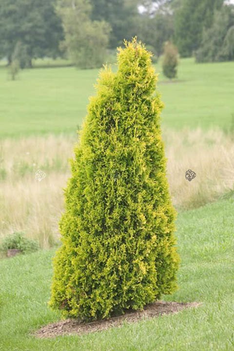 Tuja Europa Gold Thuja occidentalis P9