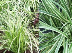 Turzyca Morrowa Silver Sceptre Carex morrowii C2