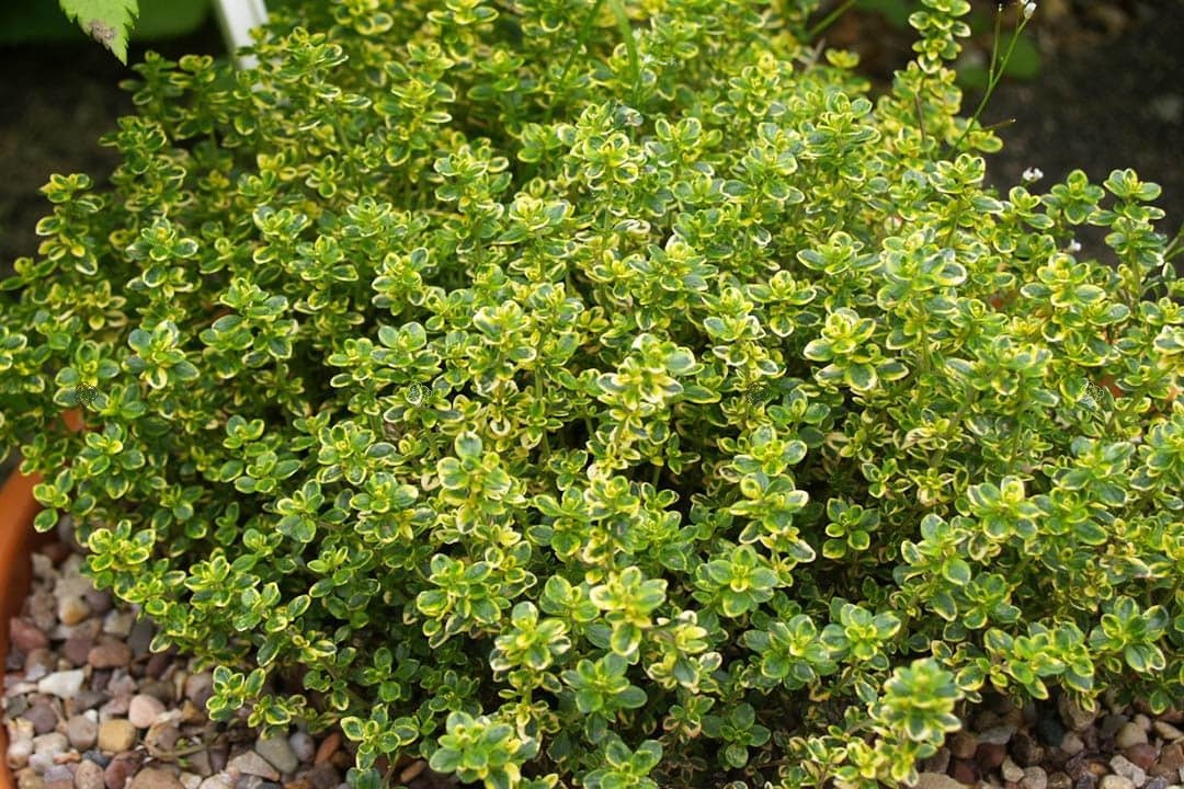 Macierzanka cytrynowa Lemon Thymus citriodorus P9