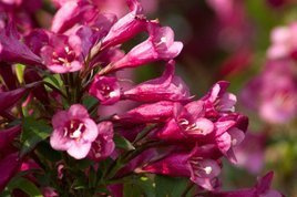 Krzewuszka Rumba Weigela florida P9