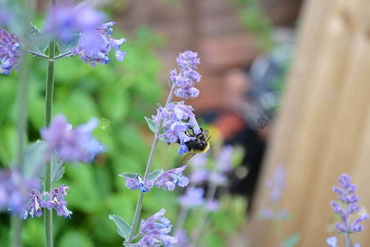Kocimiętka Faassena Walker's Low Nepeta faassenii P9