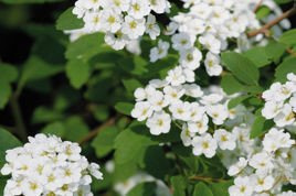 Tawuła van Houtte'a Spiraea vanhouttei P9