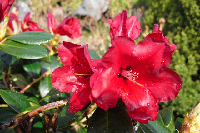 Różanecznik Baden-Baden Rhododendron C2