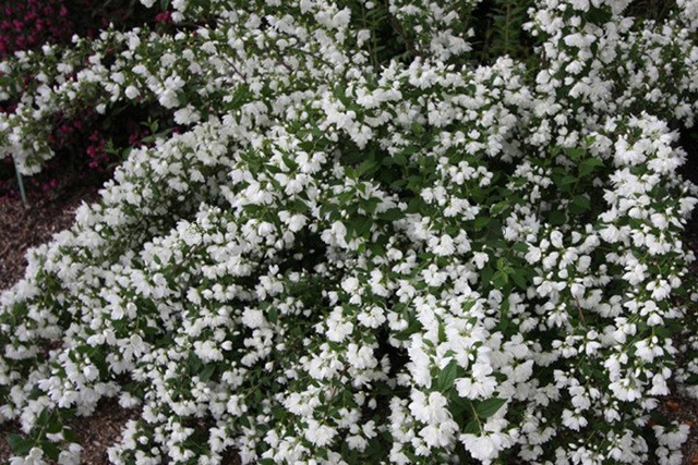 Jaśminowiec wonny Snowbelle Philadelphus coronarius C3