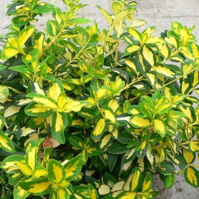 Trzmielina Fortune'a Sunspot Euonymus fortunei C2