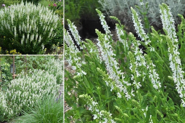 Szałwia omszona Snow Hill Salvia nemorosa P9