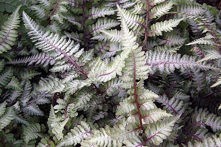 Wietlica japońska Ursula's Red Athyrium niponicum C2