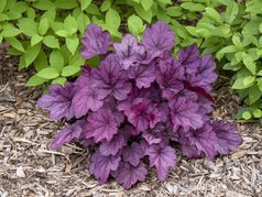 Żurawka Wild Rose Heuchera C2