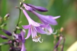 Funkia Lemon Delight Hosta P9