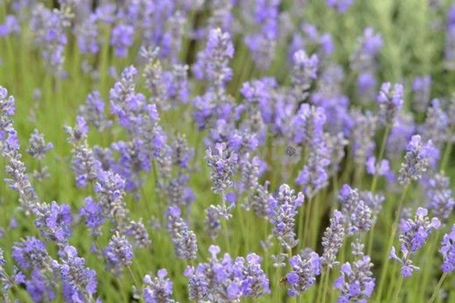 Lawenda wąskolistna Brabants Lust Lavandula angustifolia P9