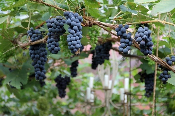 Winorośl Schuyler Vitis C2