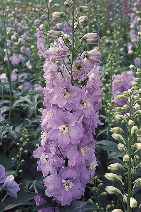 Ostróżka ogrodowa Guinevere Delphinium C2