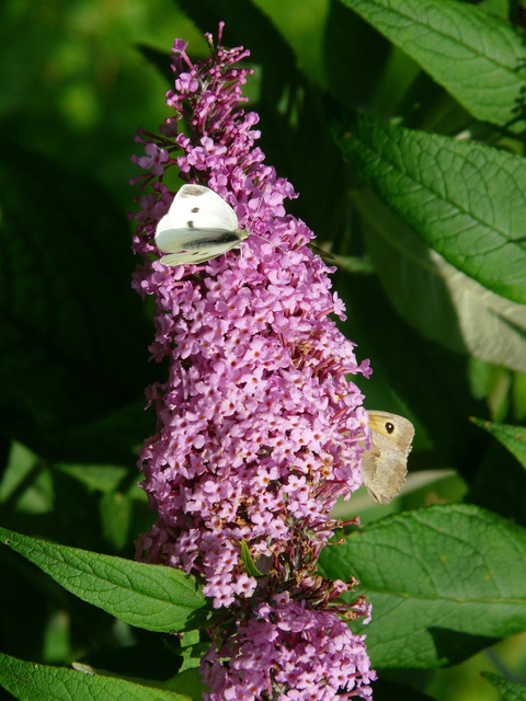 Budleja Davida Royal Red Buddleja davidii C2