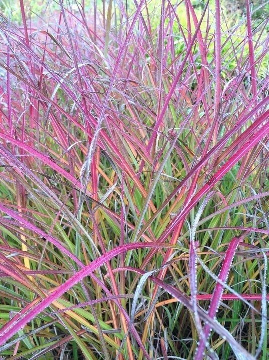 Miskant chiński Purple Fall PBR Miscanthus sinensis C5