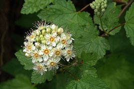 Pęcherznica główkowa Tilden Park Physocarpus capitatus P9