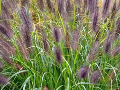 Rozplenica japońska Black Beauty Pennisetum alopecuroides C2