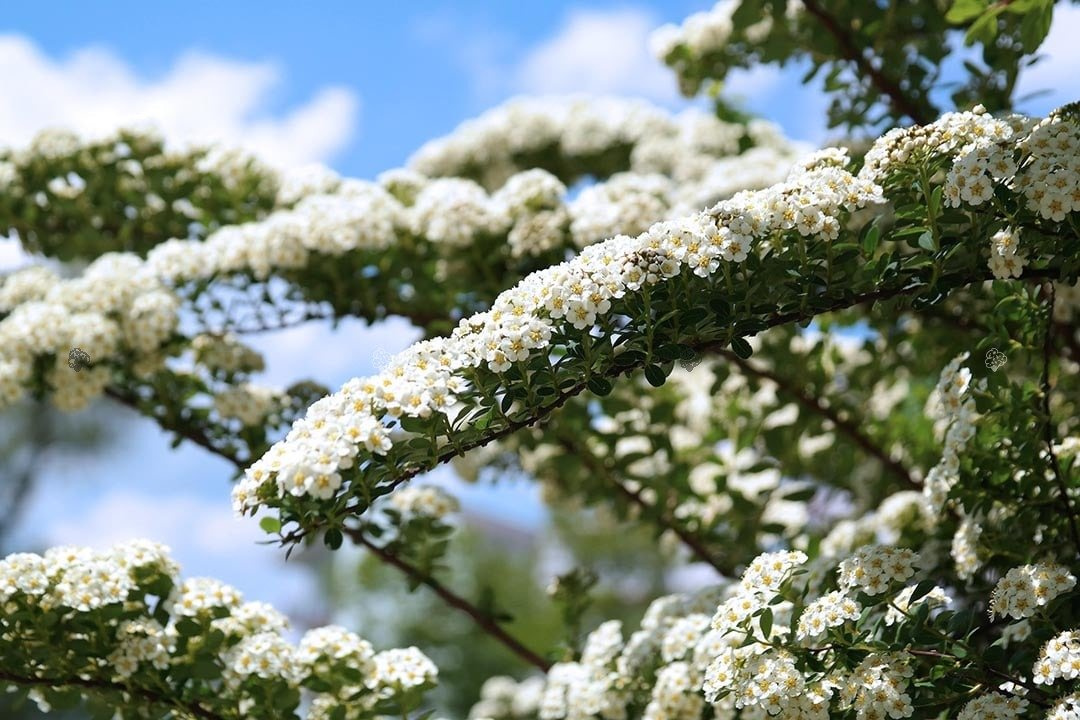 Tawuła szara Grefsheim Spiraea cinerea