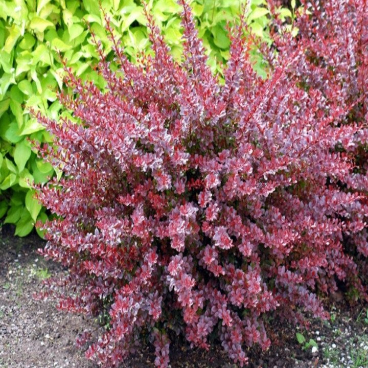 Berberys Thunberga Pink Attraction Berberis thunbergii P9