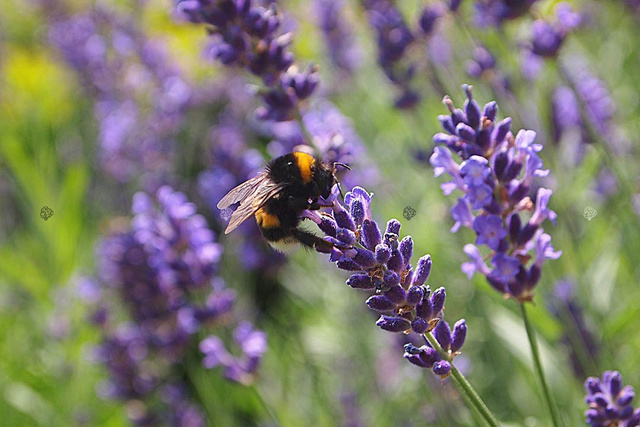 Lawenda pośrednia Pure Platinum Nico Lavandula intermedia P9