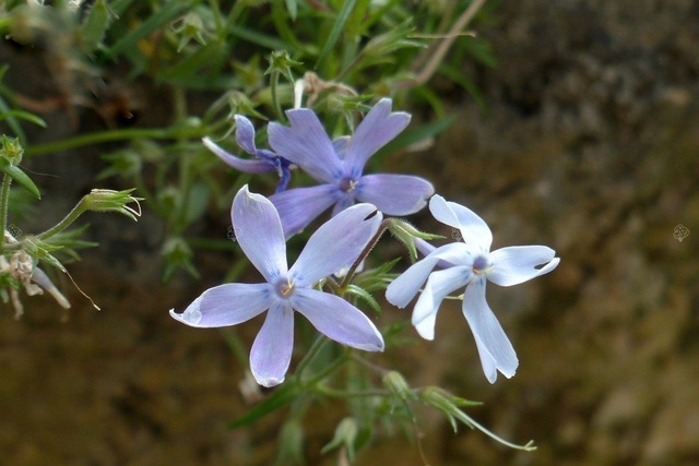 Floks szydlasty Emerald Cushion Blue Phlox subulata P9