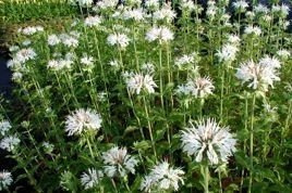 Pysznogłówka ogrodowa Schneewittchen Monarda hybrida