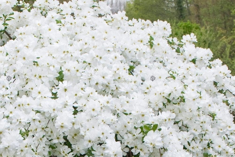 Obiela The Bride Exochorda macrantha C2