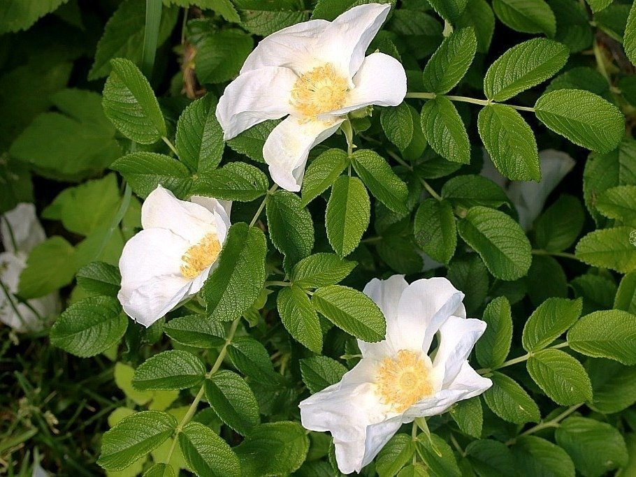 Róża pomarszczona Alba Rosa rugosa